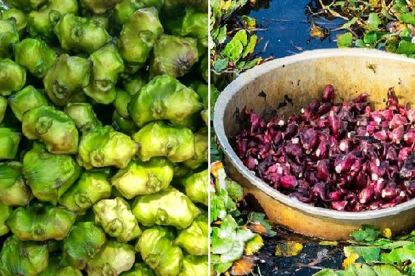 Dry Singhara Water Chestnut